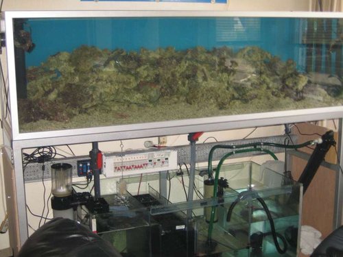 opstart akvarie 011.JPG