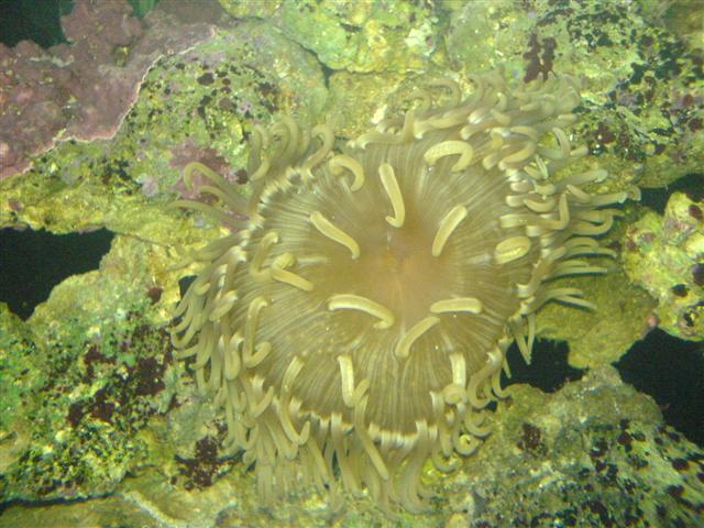 Anemone (Small).JPG