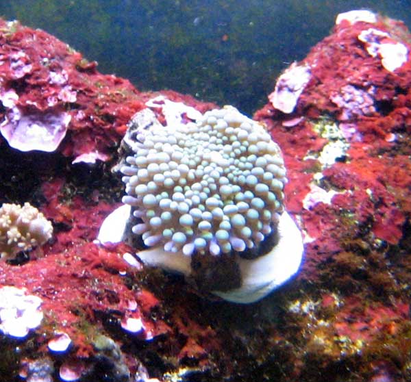 Floridae-1.jpg