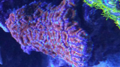acanthastrea rainbow