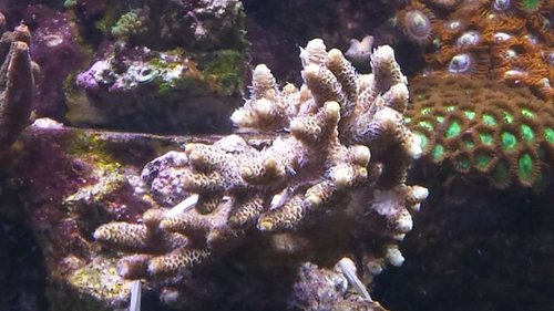 Millepora rød/oranges med gule vækstspidser