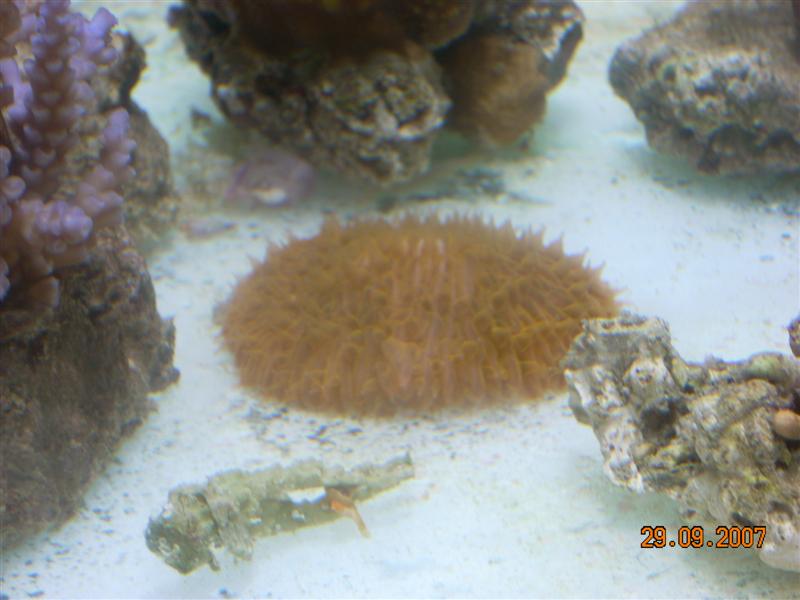 orange fungia.jpg