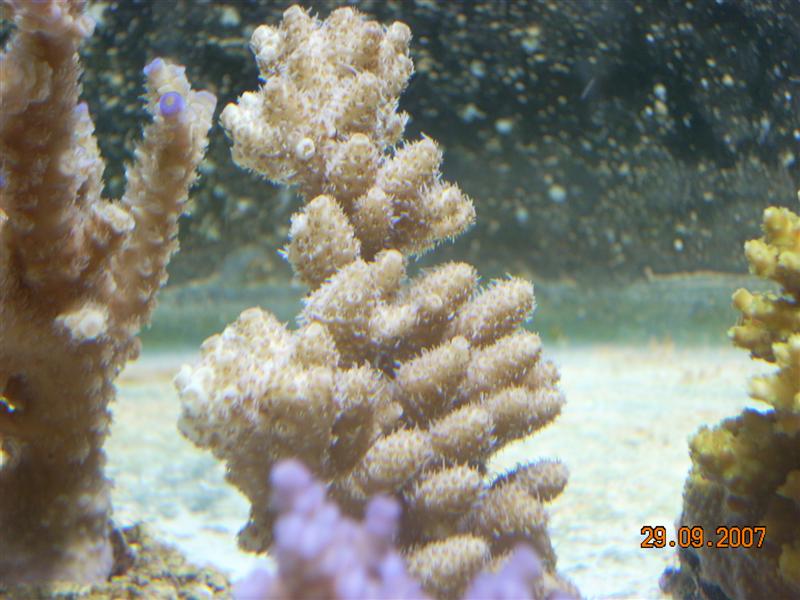 hvid acro_ mil.jpg