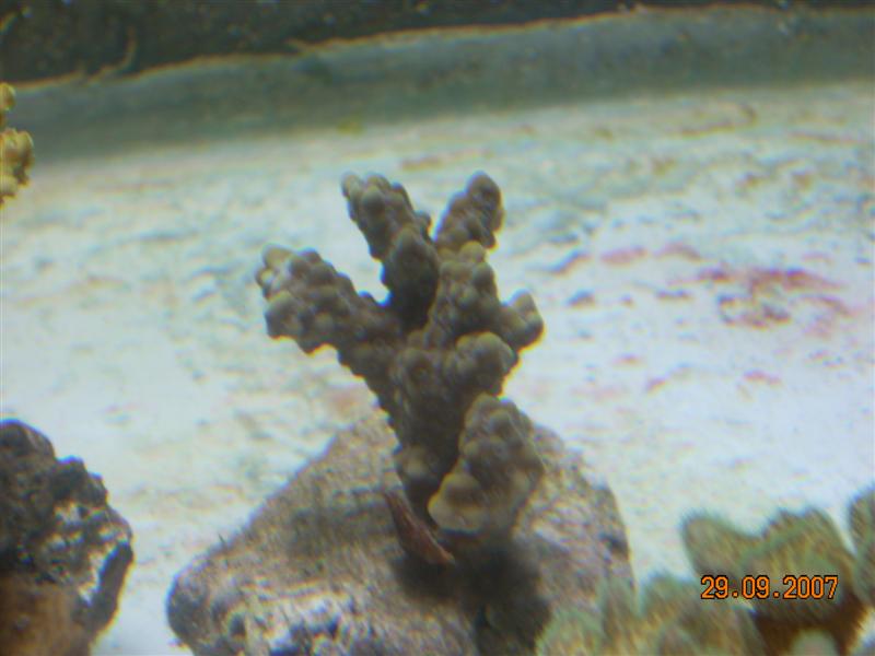 acro sp.jpg