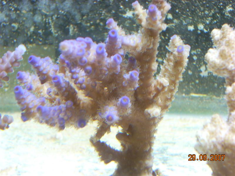 acro hyacint.jpg