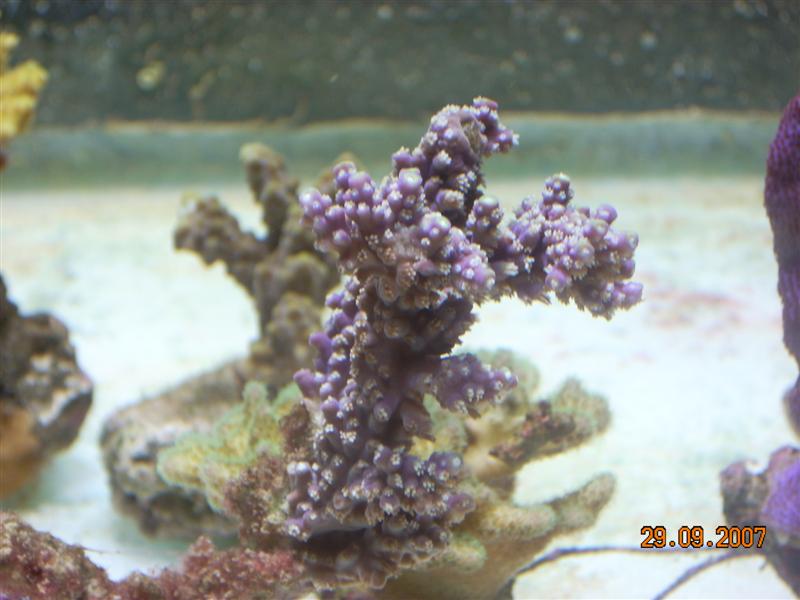 acro horrida.jpg