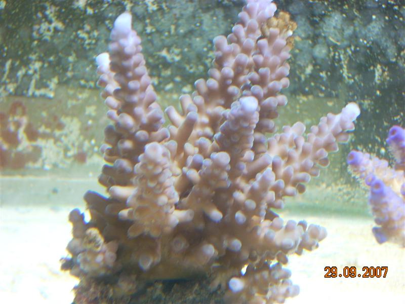 acro gomesi.jpg
