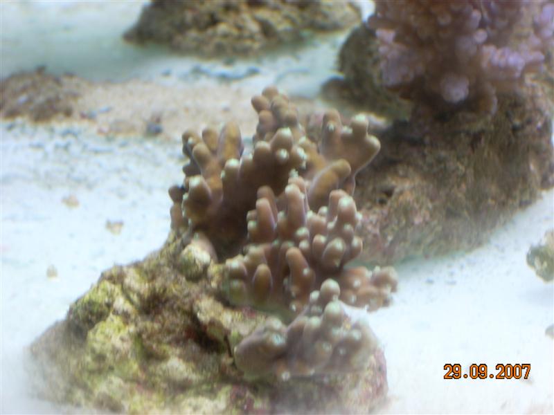 acro gran.jpg
