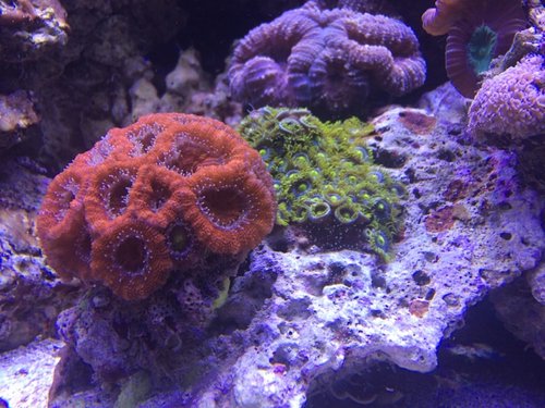 IMG_5858.jpg (153.52 KiB) Vist 2447 gange Acan