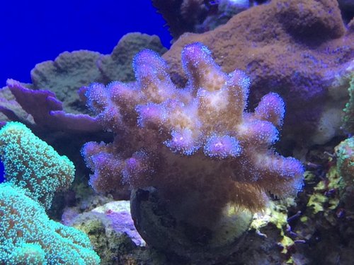 IMG_5860.jpg (125.71 KiB) Vist 2447 gange Pocillopora