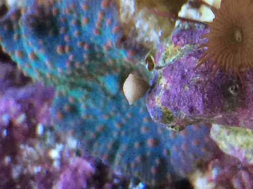 Small egg or ball in my reef