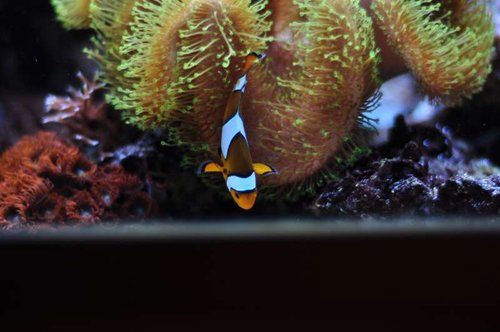 Amphiprion ocellaris