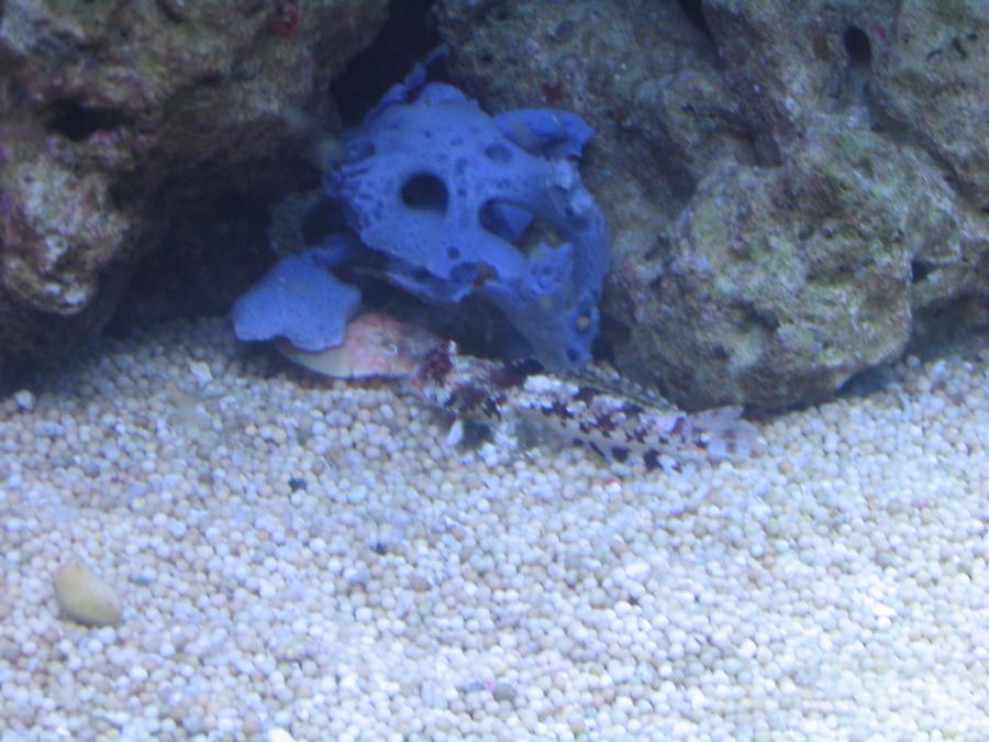 Blenny.jpg