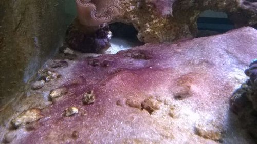 Cyano. Forsvinder også om natten