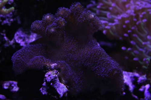 IMG_9296.JPG