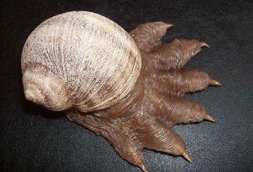 monstersnegl.jpg