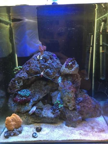 Næsten på plads, mangler kun Nemo