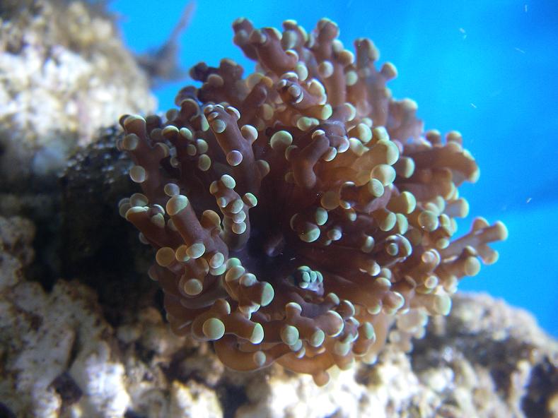 Euphyllia Frogspawn.JPG