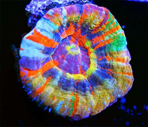 Sexy-Corals-Best-Scoly-on-Earth.jpg