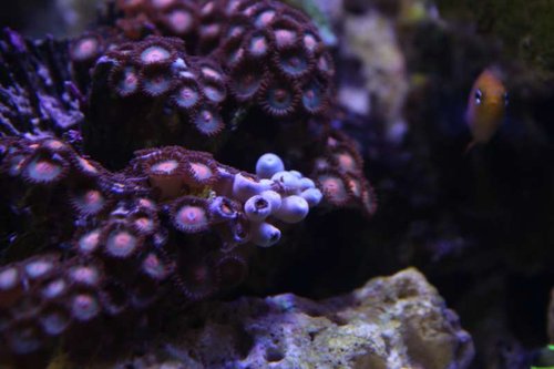 nudi4.jpg