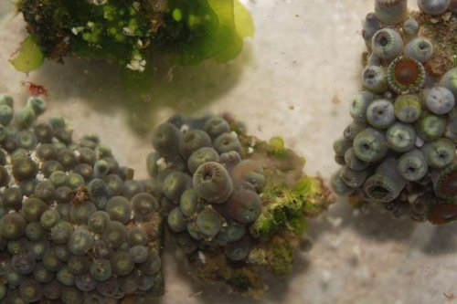 nudi6.jpg