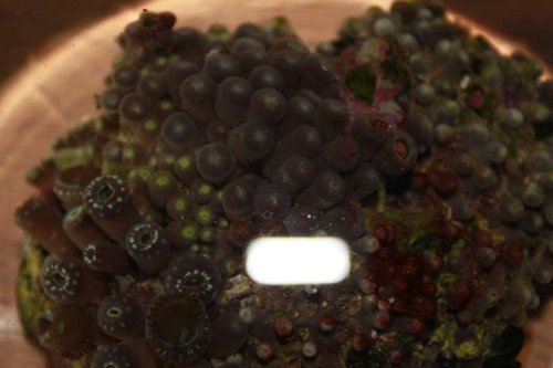nudi7.jpg