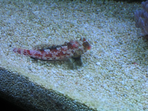 Blenny.jpg