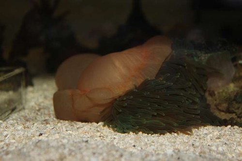 anemone.jpg