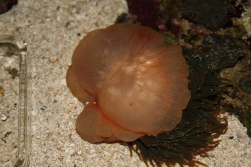 anemone2.jpg