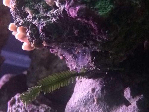 Klar ball anemone på 4cm