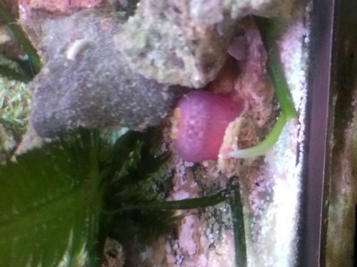 Lukket jordbær &quot;ball&quot; anemone
