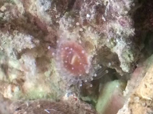 orange ball anemone