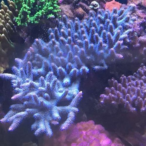 Acropora var grålig før, og nu er den turkis