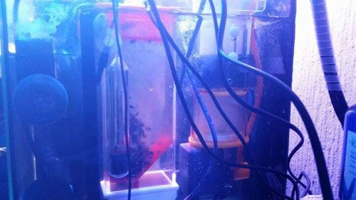 11311728_10152933772438107_1983379221_n.jpg (36.46 KiB) Vist 1375 gange Biopellets'ne danser