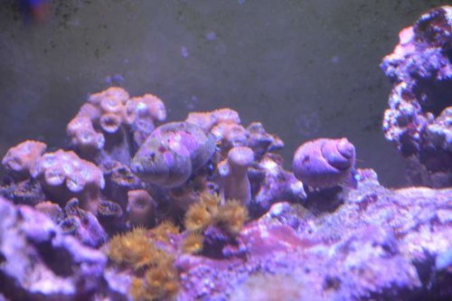 NCM_4227.jpg (37.38 KiB) Vist 1238 gange Jeg kan ikke få denne til at folde sig ud!!