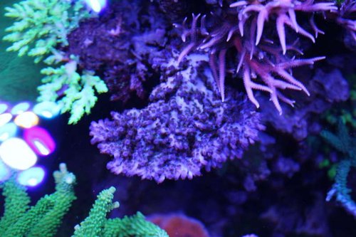 IMG_7081.JPG