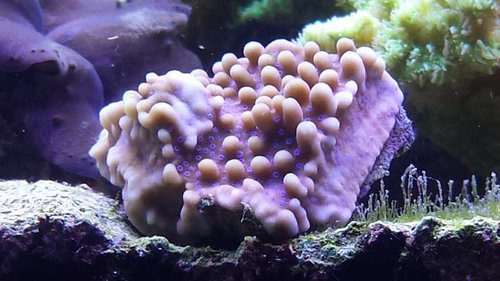 Blue Polyp Montipora Danea, skulle være den mest sjældne af de 4