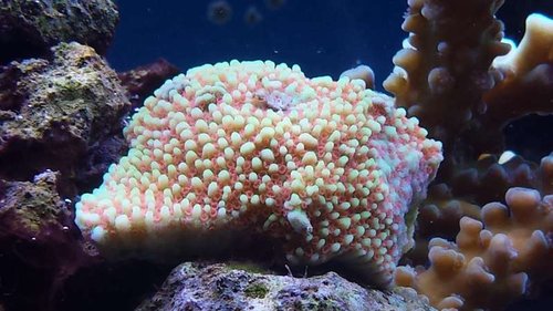 Montipora danae, fra Australien