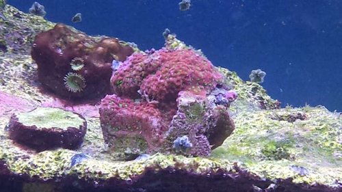 Montipora danae, rød med grønne polypper, finder den som  rainbow, meeeen...