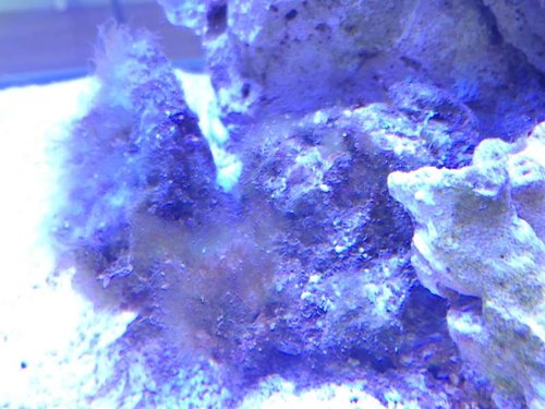 image.jpg (56.73 KiB) Vist 3503 gange Sten til højre er behandlet. Den var FULD af GHA