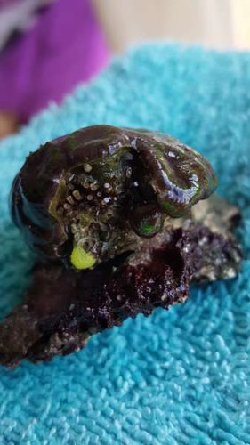 Acan 2