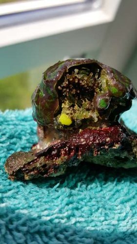 Acan 3