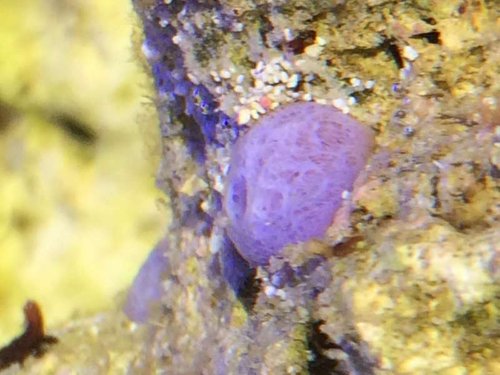 image.jpg (46.59 KiB) Vist 3341 gange Svampe