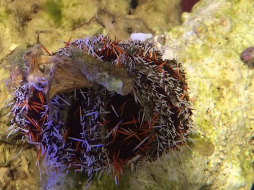 image.jpg (64.75 KiB) Vist 3341 gange Svinet rydder op