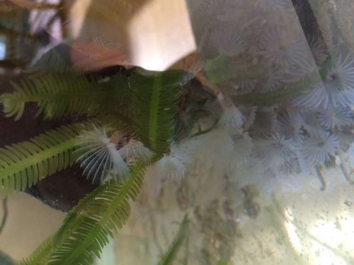 image.jpg (31.16 KiB) Vist 3341 gange Filter feeders og lidt makro i refugium