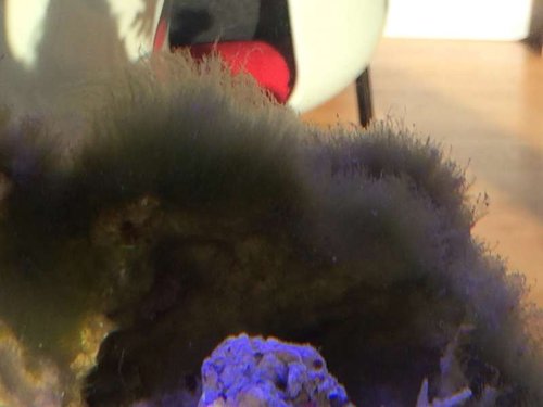 image.jpg (25.16 KiB) Vist 3341 gange Stadig GHA men de brænder langsomt af