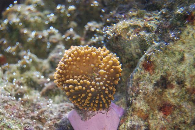 Ricordea Florida