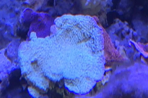 image.jpg (35.91 KiB) Vist 3080 gange Fine farver