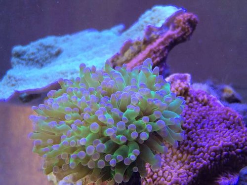 image.jpg (46.37 KiB) Vist 3080 gange Farver