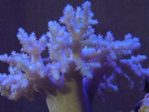 image.jpg (38.78 KiB) Vist 3080 gange Fin polyp udfoldelse